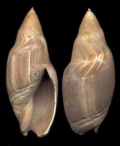 Click here for Headon Gastropods