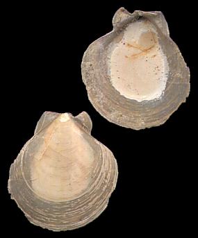 Click here for London Clay Bivalves